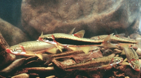 Group of small fish swimming just above a bed of stones