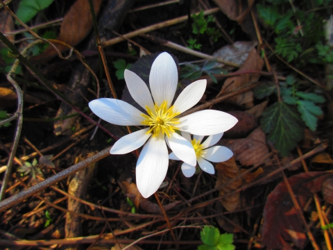 Bloodroot flower blooming on the oak savanna floor