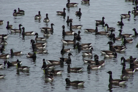 Dozens of Brant Feeding on Eelgrass