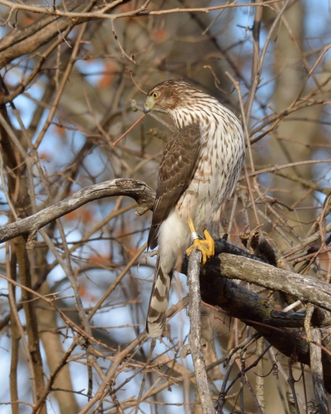 Cooper's Hawk