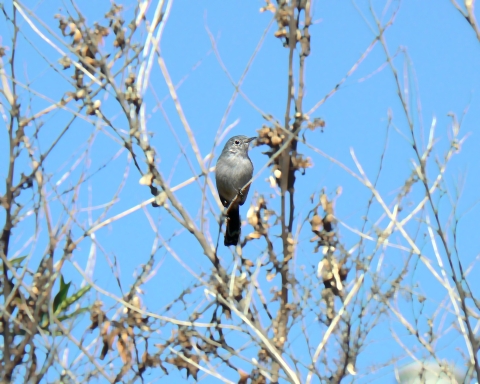 California gnatcatcher perched on thin branch on a tree that does not have many leaves.