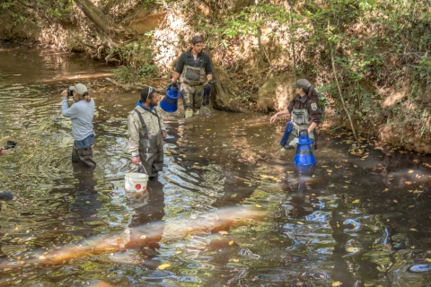 Four people standing in stream, one with a bucket, two with underwater viewers