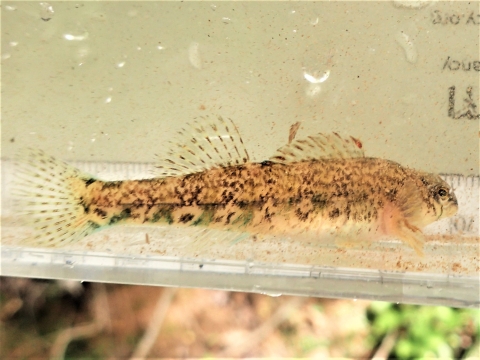 A Cherokee darter in a photo tank