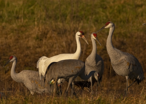 Whooping Crane with Sandhills