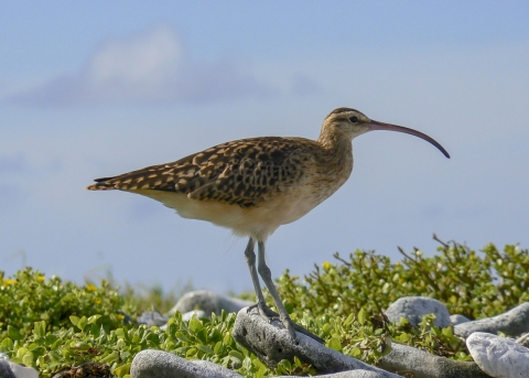 A bristle thighed curlew looks to the right of the photo. It is standing on a rock that is surround by green brush.