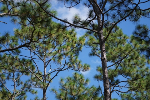 pine trees