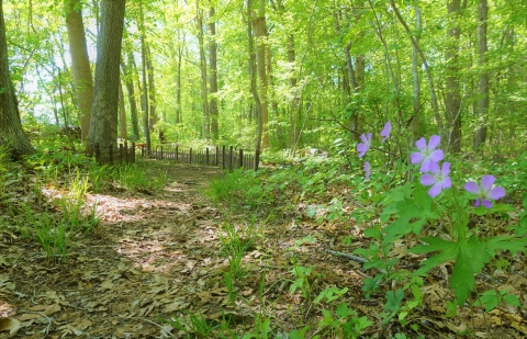 A trail at the refuge's Salt Meadow Unit's marsh in late spring, Westbrook