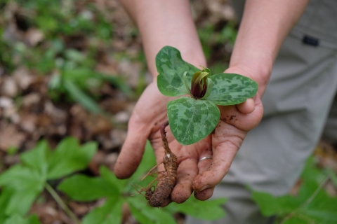 Person holding a plant, Ocmulgee Trilium