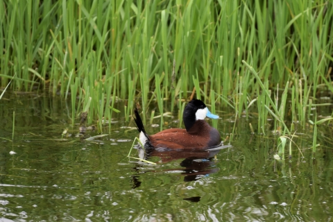 Ruddy Duck observed at J. Clark Salyer National Wildlife Refuge