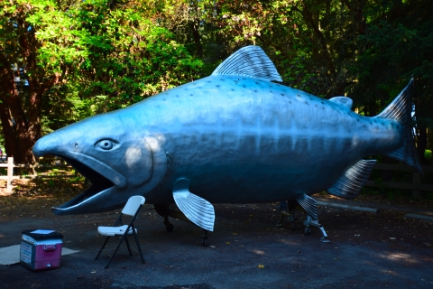 Fin the Giant Salmon Visits Dungeness NWR