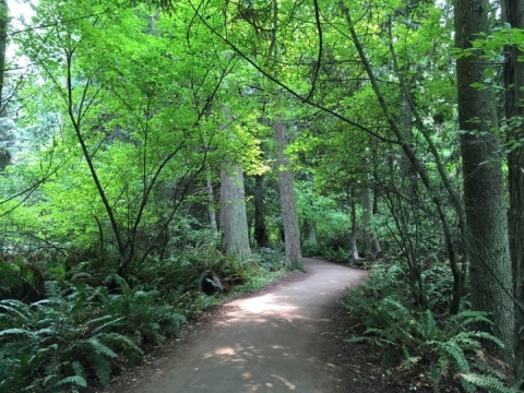 The Main Trail Winds Through the Dungeness Upland Forest