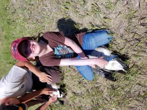 Goose Banding @ Audubon NWR