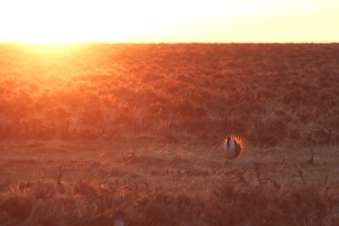 A male greater sage-grouse backlit by the morning sun