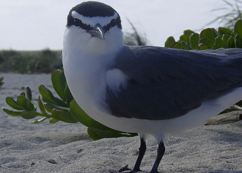 A grey-backed tern looks forward. It stands on the sand with brush in the background.