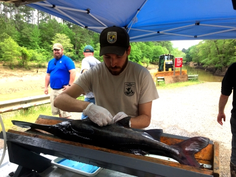 Biologist surgically implants an acoustic tracking tag inside a captured paddlefish.