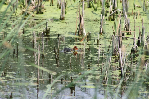 American coot chick