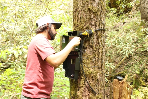 Biologist installing a bat sensor