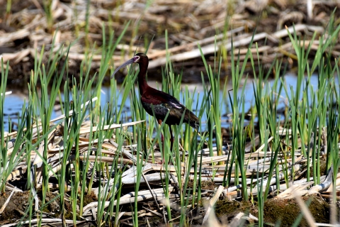 White Faced Ibis observed at J. Clark Salyer National Wildlife Refuge