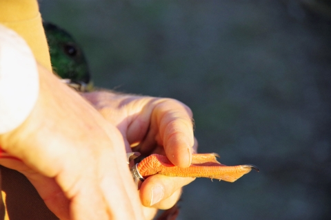 Technician placing an aluminum ID band on a Mallard drake at J. Clark Salyer National Wildlife Refuge