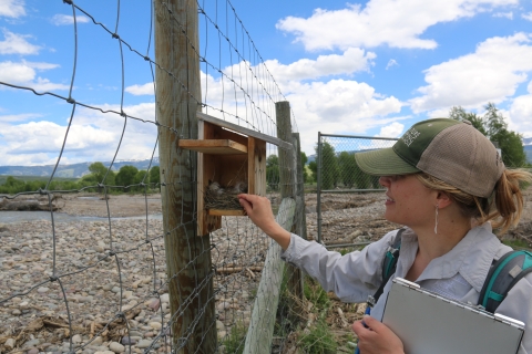 Person checking bird box