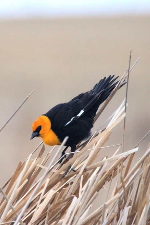 Yellow-headed Blackbird
