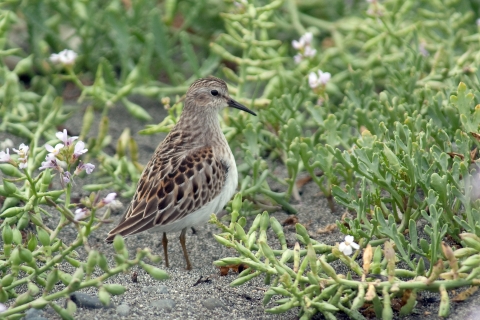 A Least Sandpiper Standing in a Clump of Vegetation