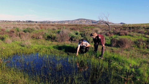 Two park rangers near crouching over vernal pool. One points at something in the water.