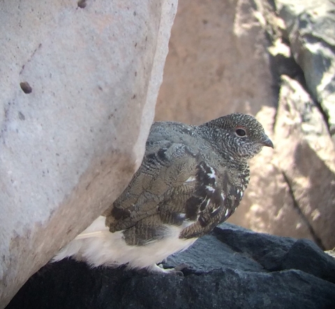 A Mount Rainier white-tailed ptarmigan in brown mottled plumage peers from beside a rock