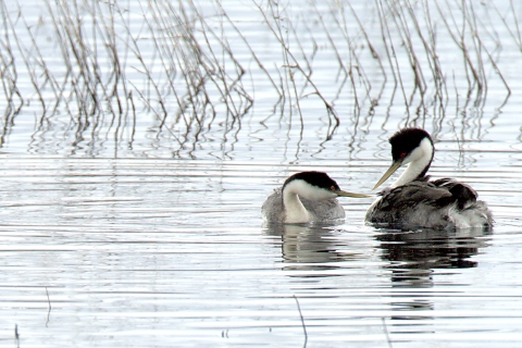 Malheur NWR_Western Grebes and Chicks_ Barbara Wheeler Photography, USFWS Volunteer
