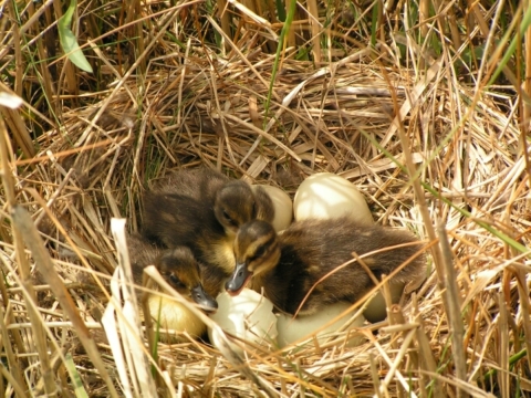 Ducklings