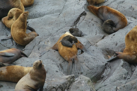 Sea Lion Pup Sleeping on Mother's Back