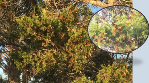 Monarch butterflies roosting in a tree