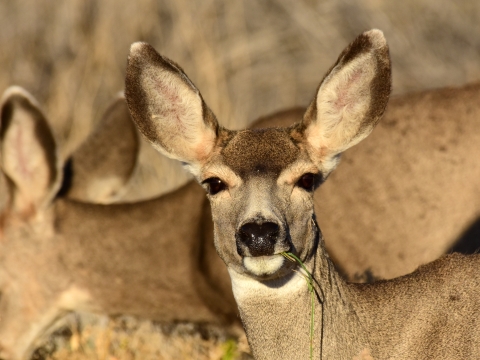 Mule Deer