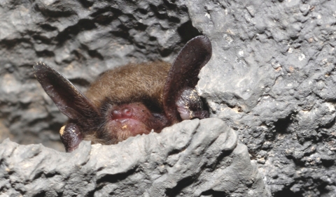 Bat roosting in a rocky crevice