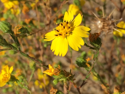 Yellow flowers from the Otay tarplant.