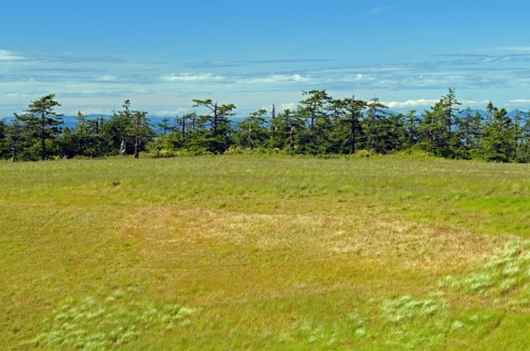 Protection Island Forest Habitat