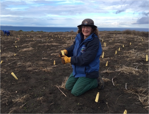 A Volunteer Installs Native Plant Plugs on Protection Island