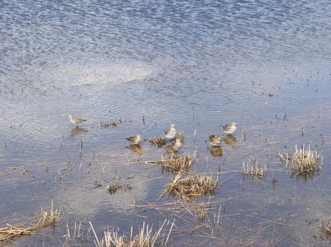 Pectoral sandpipers