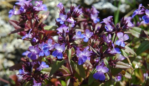 Penstemon in Bloom