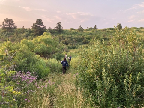 Three staff walking through grasses and shrubs monitoring for Preble's meadow jumping mouse