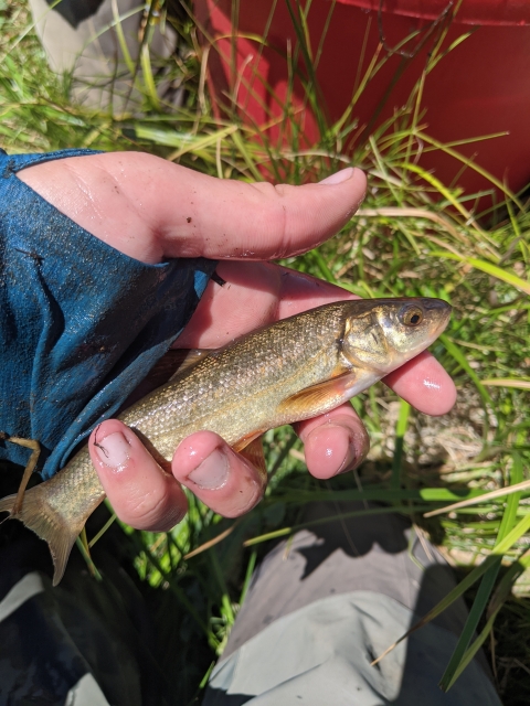 Rio Grande Chub