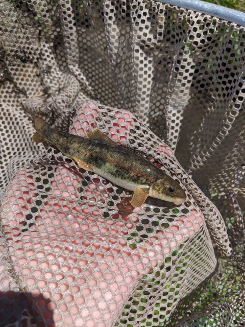 Rio Grande Sucker in net