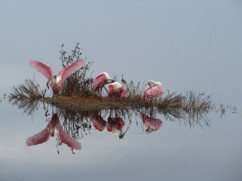 Roseate spoonbills preening on a small island