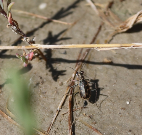 Federally endangered Salt Creek Tiger Beetle in suitable habitat