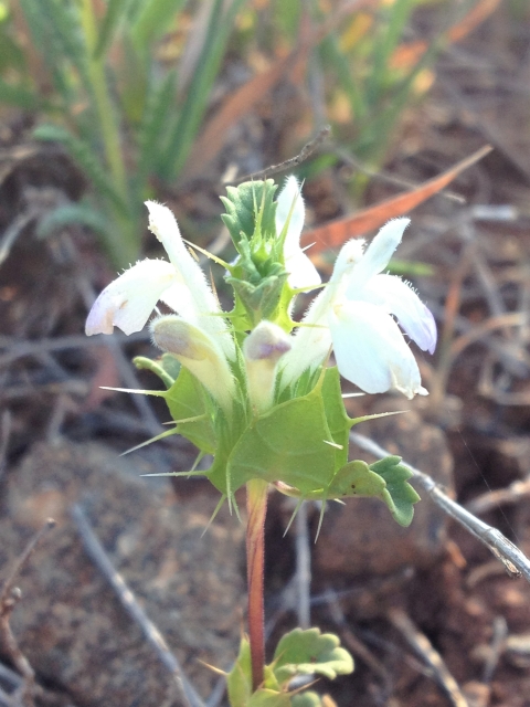 Flowering San Diego thornmint