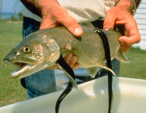 photo of a sea lamprey sucking on a fish