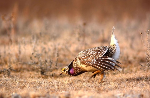 Sharp-Tailed Grouse