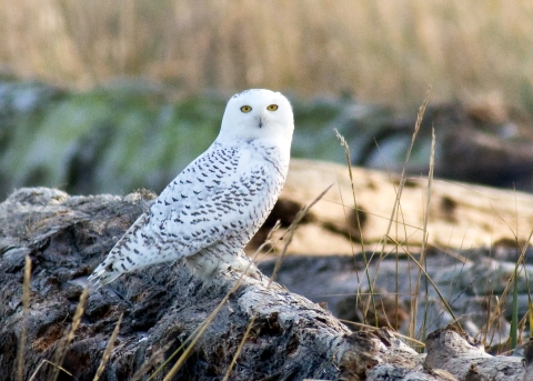 Snowy Owl Perched on a Driftwood Log