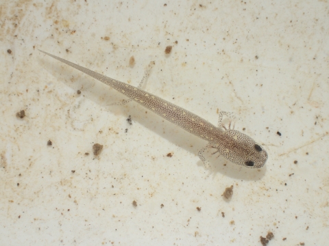 Picture of a Salado Salamander captured at Robinson Springs Complex.