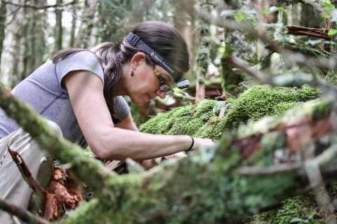 Female biologist sitting on the ground in the forest searching through moss